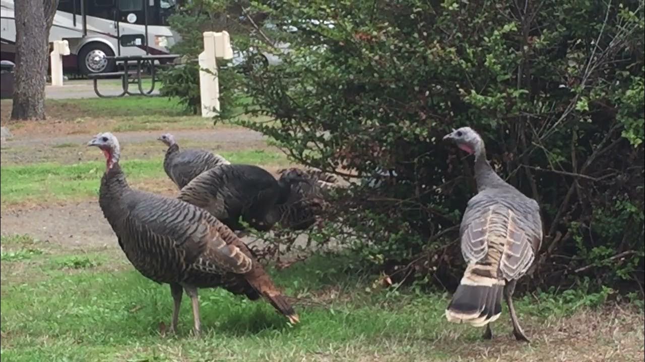 Wild Turkeys visit Oregon State RV camp YouTube