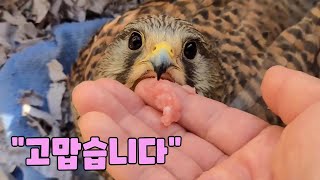 아파트 발코니에 사는 황조롱이?