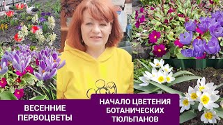 БОТАНИЧЕСКИЕ ТЮЛЬПАНЫ НАЧАЛО ЦВЕТЕНИЯ. ПРОГУЛКА И ОБЗОР ПЕРВОЦВЕТОВ.