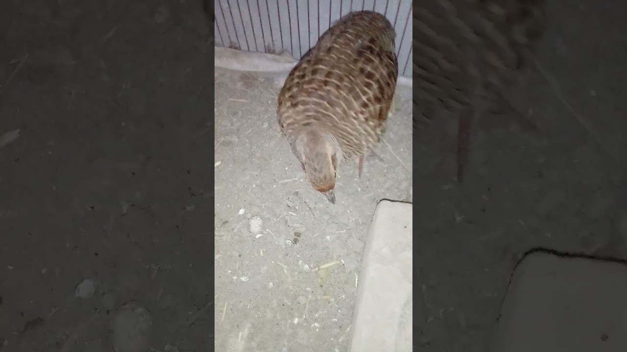 Irani teeter breeding progress|| grey francolin hatching eggs|| teeter ki awaz
