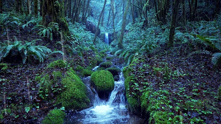 Relaxing Rain Noise + Forest Stream 🌧️  Water Sounds for Sleeping - DayDayNews