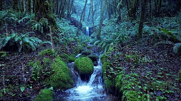 Relaxing Rain Noise + Forest Stream 🌧️  Water Sounds for Sleeping