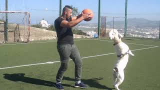 شاهد كيف يلعب الكلب🐩🐩 ديك (dogo argentino) كرة السلة🏀 مع صديقه