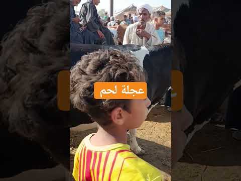 وسع أسعار العجول الانيه او اللحم