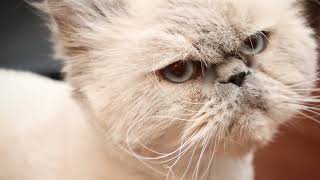 Ursula Blue Lynx Point Himalayan by Carolyn Tobin 484 views 6 months ago 1 minute, 42 seconds