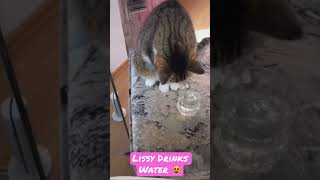 #I_am_lissy #shorts #funnycats #cat #lustigekatzenvideos #shortvideo