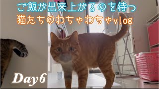 腹ぺこ猫たちのわちゃわちゃvlogDay6
