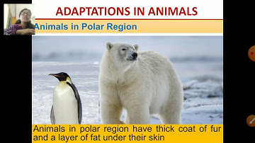 class 4 gsc chapter 8 adaptations in animals revision part 2 8 dec 2020