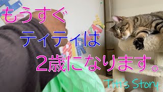 Protection Cat's Almost 2nd Birthday 'Protection Cat Rurarati Tale'. by 保護猫『るる らら ティティ』物語 58 views 2 years ago 4 minutes, 43 seconds