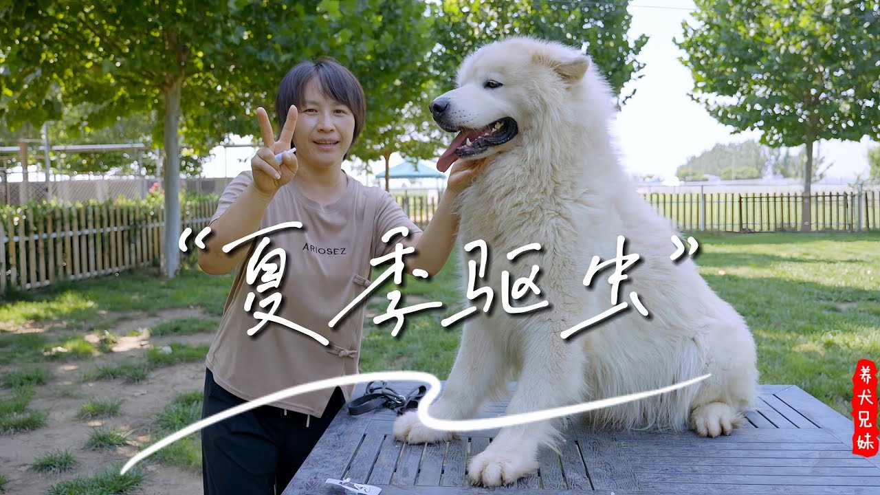 说好的鸡飞狗跳呢？六只天使狗主动配合做驱虫！\Why didn't they resist? Six dogs actively cooperate to do external deworming!