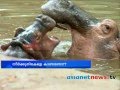 Hippo numbers thiruvananthapuram