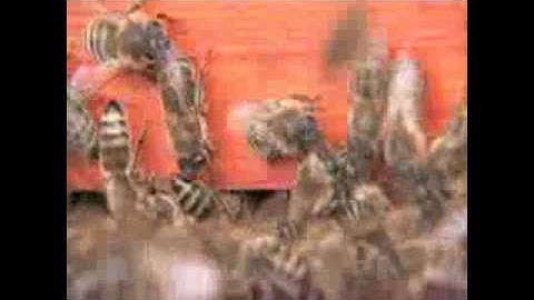 beekeeping for beginners