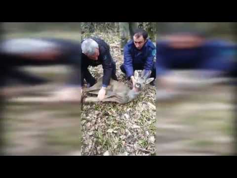 პოლიციამ შველი ნაკრძალში დააბრუნა