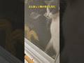 次々近所の猫が遊びに来た #rahmanom#Rahman Om#cat #ネコ#catvideos#ねこのいる生活#野良猫#cute