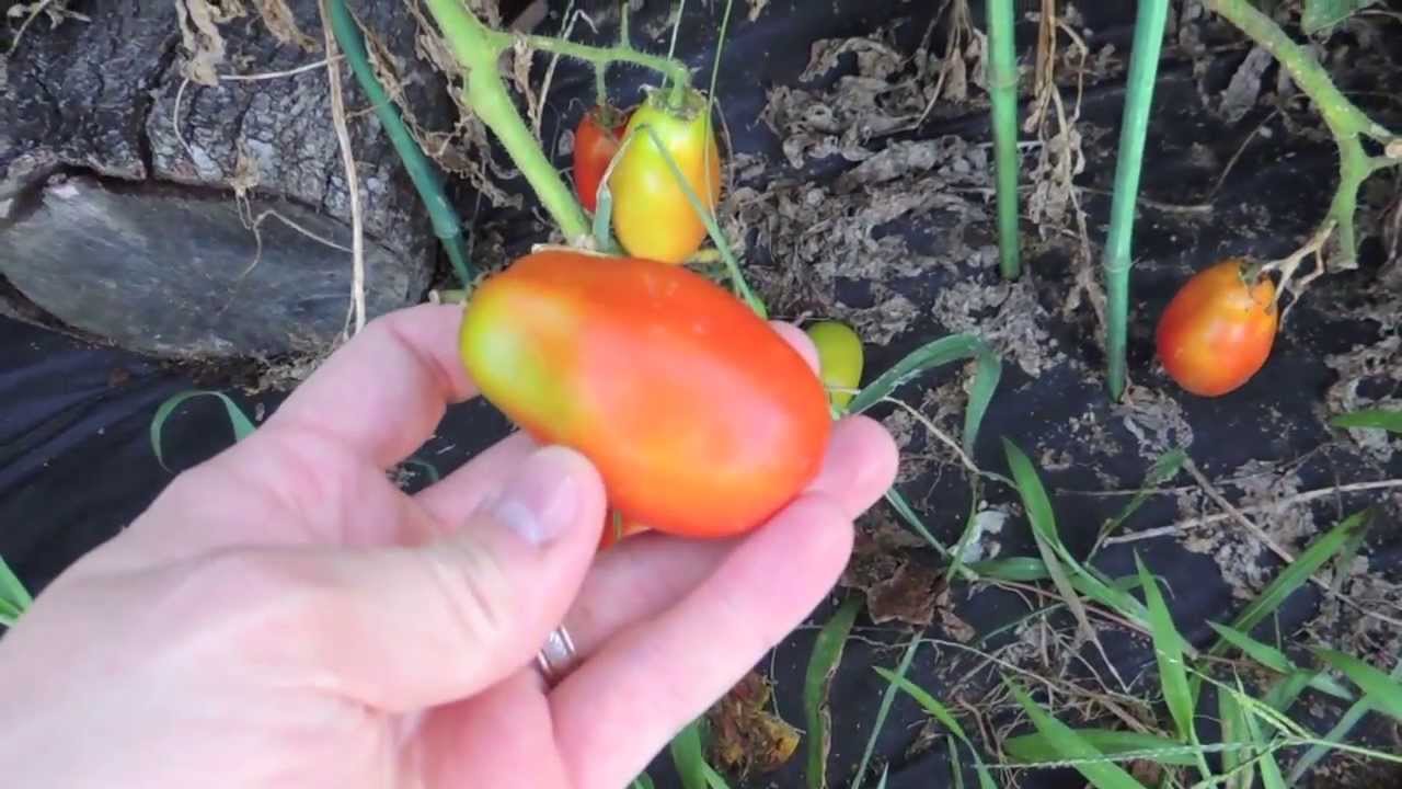 Harvesting Roma Tomatoes