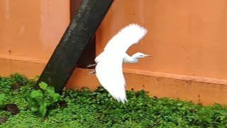 Oneplus 6- Awesome Slow Motion Video during rain.