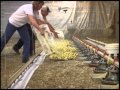Placing 20,000 Chicks in a Chicken Barn