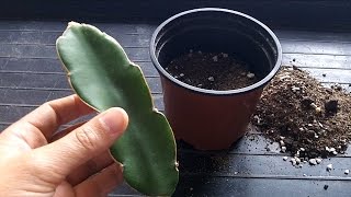 How to grow a Dragon Fruit Cactus from a cutting (Hylocereus)
