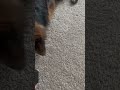 Arya the German Shepherd moves 30 Pounds like it’s nothing!