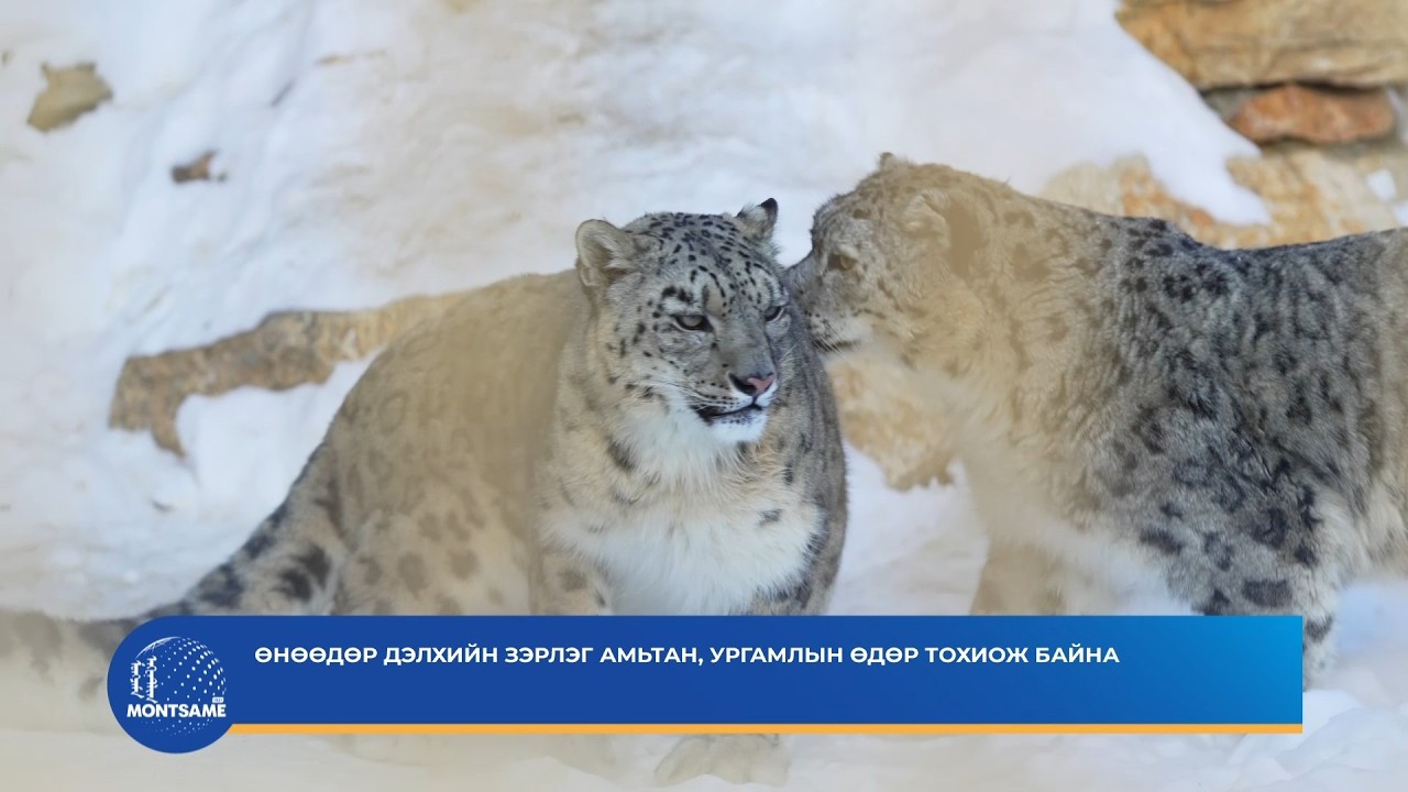 Өнөөдөр дэлхийн зэрлэг амьтан, ургамлын өдөр тохиож байна