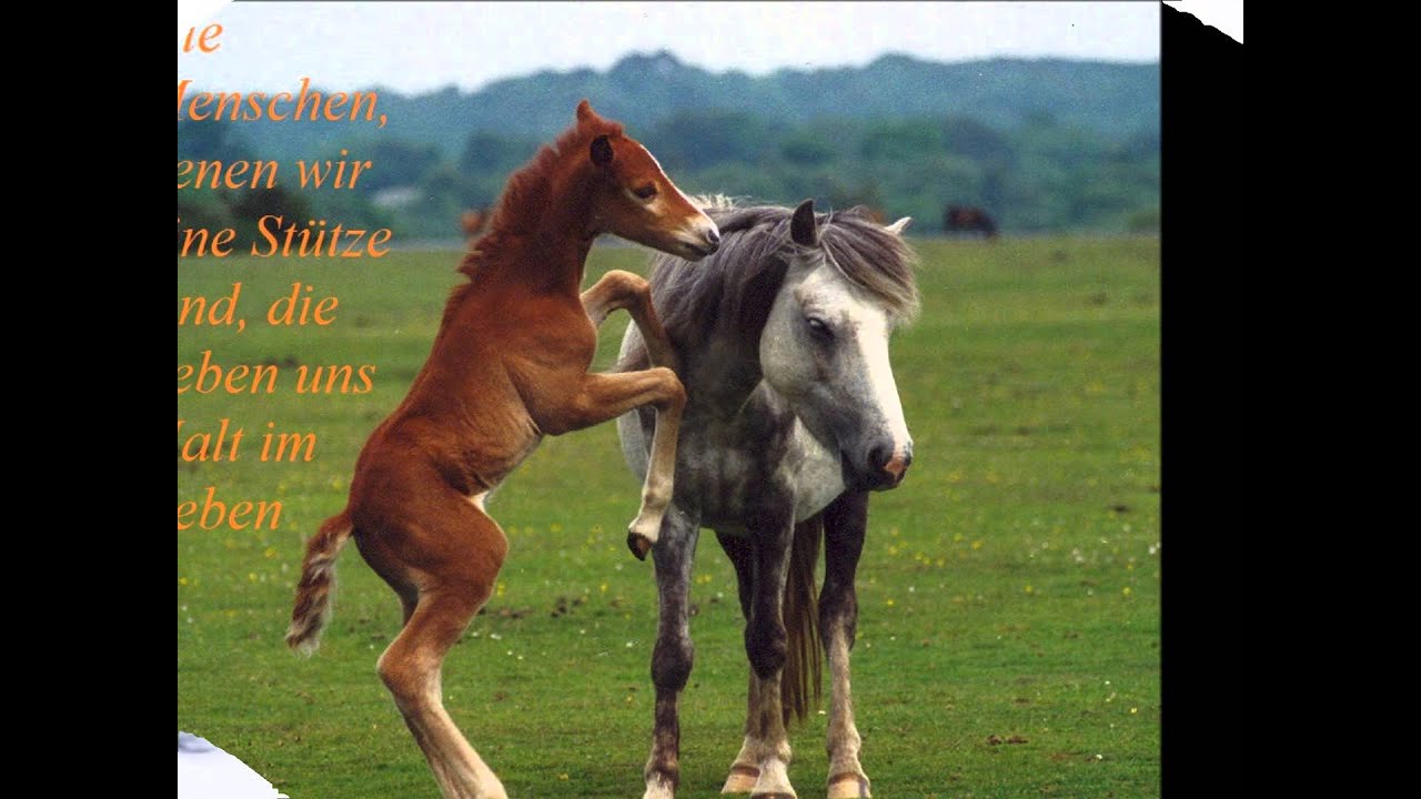 Lustige Pferdebilder