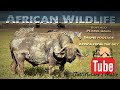 Wildlife of South Africa 2021 - Drone and ground video of Buffalo, Sable, Wildebeest and many more.