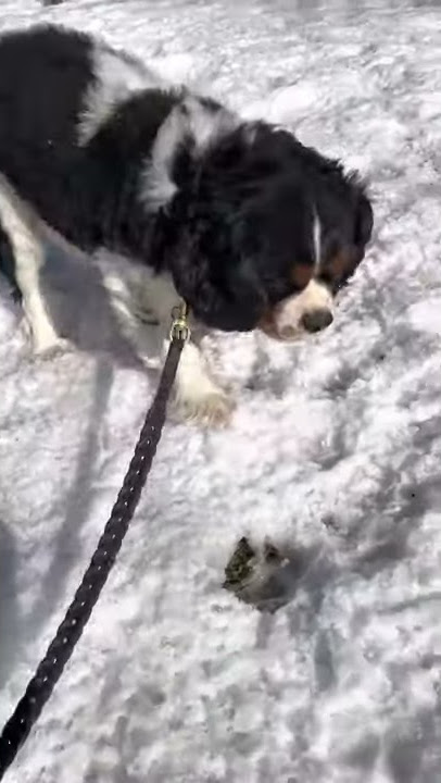 Woof 🐶 Cute Dog Pooping in the Snow ❄️ Funny Dog Vlog 😄 A Cavalier King Charles Spaniel 🐕 ❤️