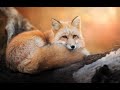 Ли Сяо. Алиса - Лиса / Прикольные Моменты с Алисой ( Сборник # 8 ) / Alice the Fox