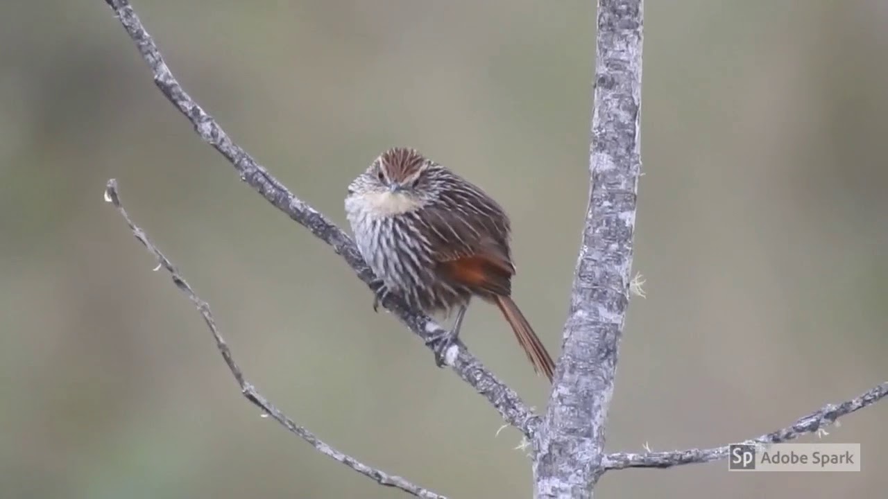 Many-striped Canastero (Asthenes flammulata) en Montepotrero, Hua2uco