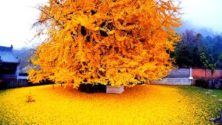 1400-летнее дерево Гинкго в Китае. Невероятная красота осенью! Золотая листва.