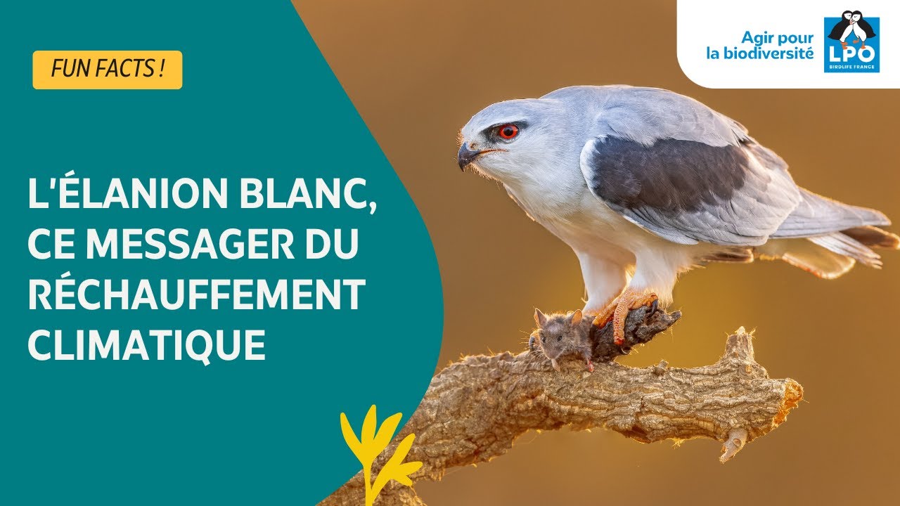 L'Élanion blanc, ce messager du réchauffement climatique - #funfacts