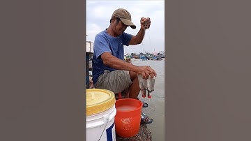 #shorts Chỉ dùng Chai nhựa câu cá đối kéo mỏi tay #fishing #villagelifefarms