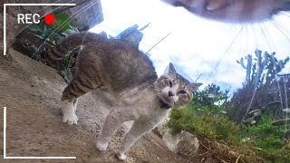 Cat With GoPro Meets Another Local Troublemaker (Ep 26)