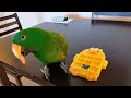 Jasper the Eclectus Parrot Plays Tic Tac Toe