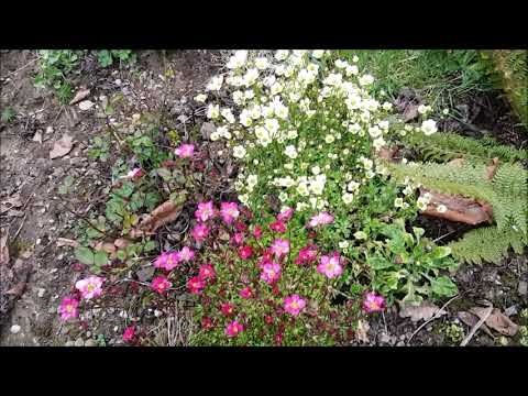 Videó: Saxifrage (fű) - A Saxifrage, A Saxifrage Virágok Hasznos Tulajdonságai és Felhasználása. Saxifrage Beltéri, Arensa, Sarki