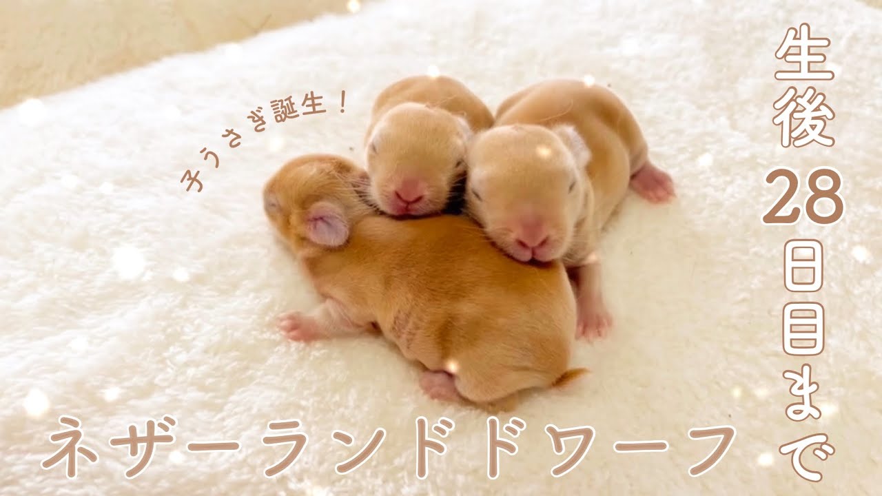 子うさぎ】2024年5月16日にネザーランドドワーフの子うさぎが誕生しま