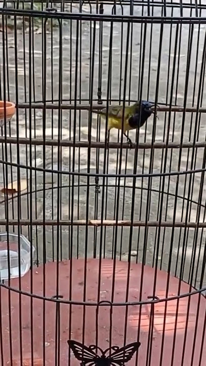 Sogon gacor materi pleci ziper nembak panjang #sogon #sogongacor #sogokontong