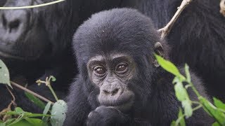 Baby Learning How to Gorilla | First Year on Earth | BBC Earth