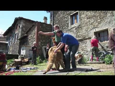 Vidéo: Journée De Tonte à La Ferme Pour Les Alpagas