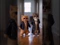 2 котик танцует под музыку 😻#котики #иикотикити #аниме #анимемомент #анимеэдит