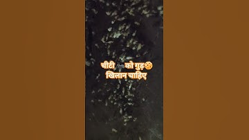 घर में काली चींटी दिखाई दे तो क्या करना चाहिए