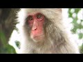Garacco the Japanese macaque walking on the thin line / ニホンザルのガラッコ「すごいでしょ」（上野動物園）