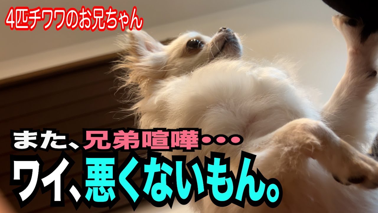 【ワガママで感情表現が不器用だけど愛されキャラのチワワ】