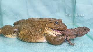 Asian Bullfrog eat tree lizard