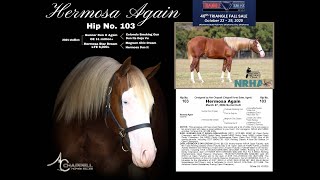 Hermosa Again - Hip 103 Triangle Horse Sale