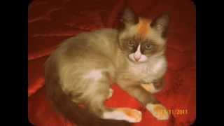 Goulili Mazal Nabghiik