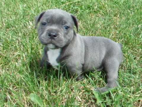Chiots Staffordshire Bull Terrier A 5 Semaines Youtube