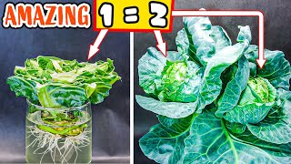 Cabbage Plant Growing From Scrap To Harvest Time Lapse 106 Days
