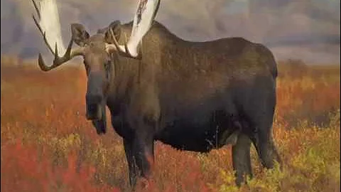 Ojibwe Word of the Day Naabe-Mooz 'A bull moose'