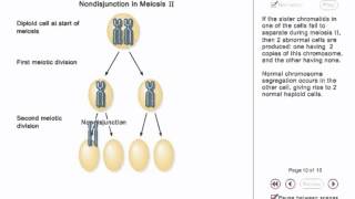 Chromosome Nondisjunction Animation